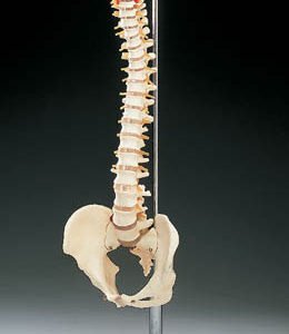 Vertebral Column - Model